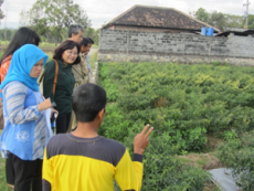 Survey Lapang Bansos Hortikultura di Kulon Progo, Yogyakarta